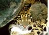 Clouded Leopard (Neofelis nebulosa) relaxing under rock