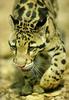 Clouded Leopard (Neofelis nebulosa) pacing