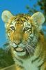 Tiger (Panthera tigris) kit - San Diego Zoo