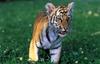 Tiger (Panthera tigris) kit