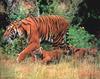 Tiger (Panthera tigris) mother and kits