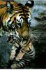Tiger (Panthera tigris) mother carrying kit in mouth
