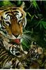 Tiger (Panthera tigris) mother and kits