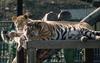 Tiger (Panthera tigris) and African lioness