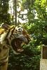 Tiger (Panthera tigris) snarling face - San Diego Zoo