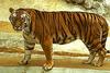 Tiger (Panthera tigris) - San Diego Zoo