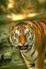 Tiger (Panthera tigris) - San Diego Zoo