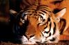 Tiger (Panthera tigris) sleeping