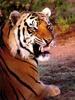 Tiger (Panthera tigris) snarling head