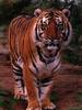 Tiger (Panthera tigris) front view