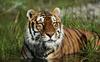 Tiger (Panthera tigris) sitting in water
