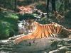 Tiger (Panthera tigris) sitting on rock