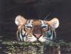 Tiger (Panthera tigris) face in water