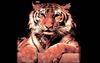 Tiger (Panthera tigris) head