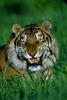 Tiger (Panthera tigris) snarling face