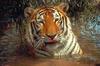 Tiger (Panthera tigris) face, in water