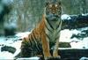 Tiger (Panthera tigris) sitting in snowy forest