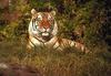 Tiger (Panthera tigris) sitting in grass