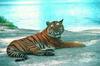 Tiger (Panthera tigris) relaxing