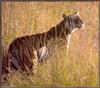 Tiger (Panthera tigris) stalking in weeds
