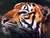 Tiger (Panthera tigris) face, swimming
