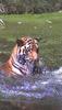 Tiger (Panthera tigris) playing in water
