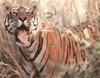 Tiger (Panthera tigris) tongue