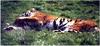 Tiger (Panthera tigris) sleeping on grass