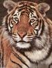 Tiger (Panthera tigris) head