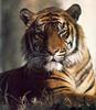 Tiger (Panthera tigris) portrait