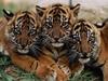 Tiger (Panthera tigris) kits