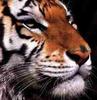 Tiger (Panthera tigris) face