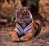 Tiger (Panthera tigris) portrait