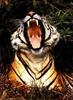 Tiger (Panthera tigris) big yawn