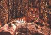 Tiger (Panthera tigris) resting