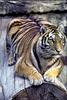 Tiger (Panthera tigris) sitting on log