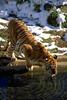 Tiger (Panthera tigris) drinking water