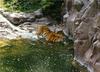 Tiger (Panthera tigris) into water
