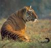 Tigers (Panthera tigris)