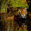 Tiger (Panthera tigris) in water