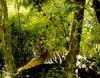 Tiger (Panthera tigris) resting in forest
