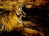 Tiger (Panthera tigris) big yawn