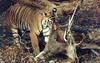 Tiger (Panthera tigris) hunted a deer