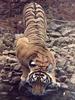 Tiger (Panthera tigris) drinking water
