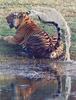 Tiger (Panthera tigris) tail sprinkler
