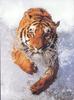 Bengal Tiger (Panthera tigris tigris) running in water