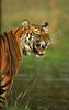 Bengal Tiger (Panthera tigris tigris) snarling