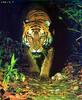 Bengal Tiger (Panthera tigris tigris) pacing