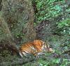 Bengal Tiger (Panthera tigris tigris) sleeping