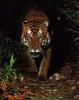 Bengal Tiger (Panthera tigris tigris) pacing